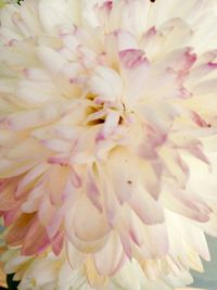 Full frame shot of fresh pink flower