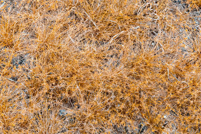 Full frame shot of dry grass