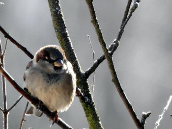 Low angle view of bird perching on tree