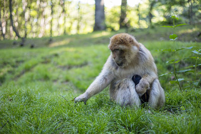 Monkey sitting in a field