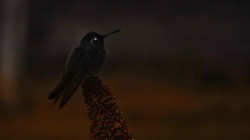 Close-up of bird perching on a plant