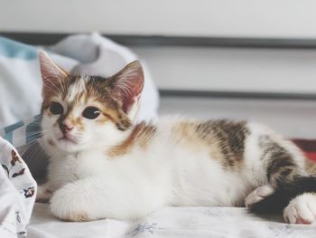 Close-up of a cat looking away