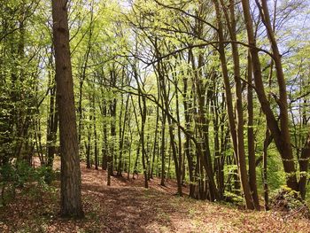 Trees growing in forest