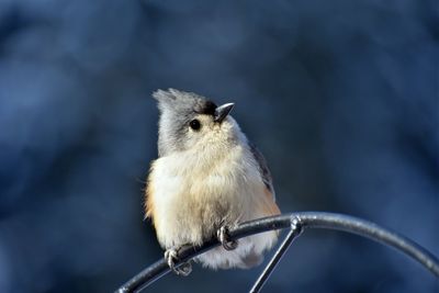 Close-up of bird