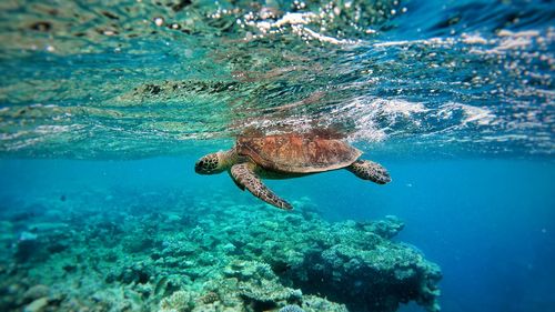 Turtle swimming in sea