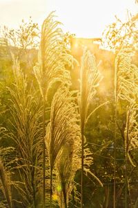 Close-up of stalks in field against sky