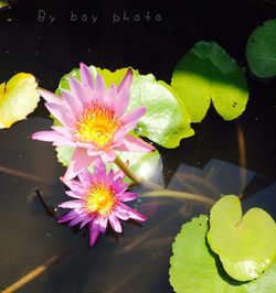 Close-up of flowers floating on water