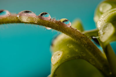 Close-up of insect on leaf over sea