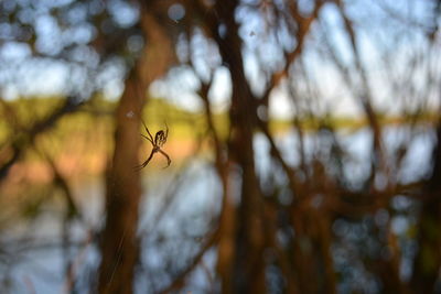 Close-up of spider on tree branch