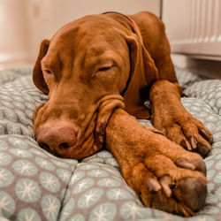 Close-up of dog lying on bed at home