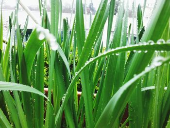 Close-up of wet grass