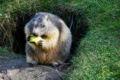 Groundhog is eating