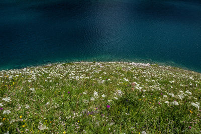 Scenic view of sea by grass