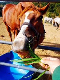 Close-up of a horse in ranch