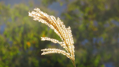 Close-up of stalk against blurred background