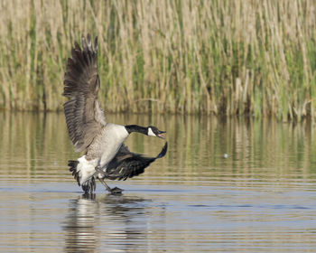 Canadian goose landing on lake.