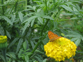 Butterfly on yellow flower