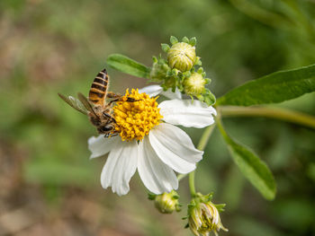 Close-up of butterfly pollinating on flower