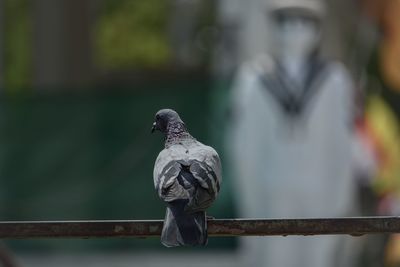 Close-up of pigeon perching on railing