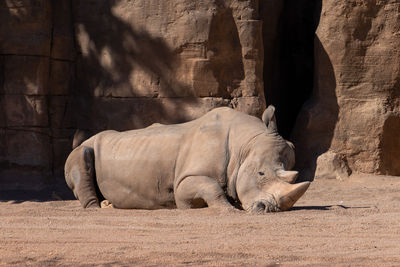 White rhinoceros at the bioparc in valencia spain on february 26, 2019