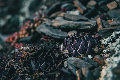 Close-up of dry leaves on rock