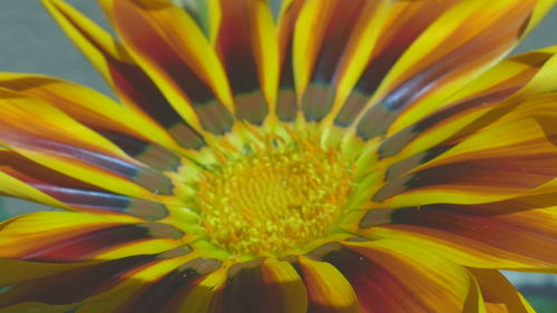 Close-up of yellow flower blooming outdoors