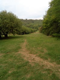 Scenic view of grassy field against sky