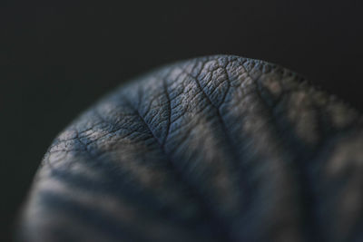 Extreme close-up of leaf