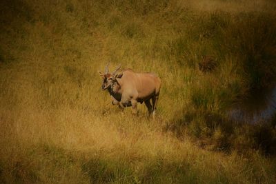 Deer standing on grass