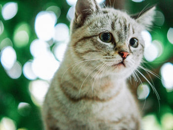 Close-up portrait of a cat looking away