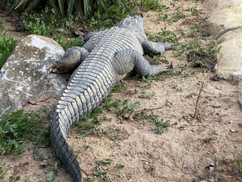 Close-up of crocodile