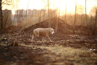 Dog running in a field