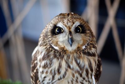 Close-up portrait of owl