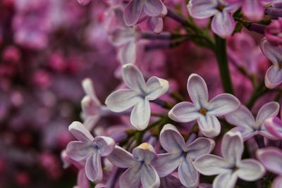 Close-up of purple flowering plant