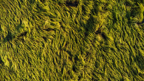 Full frame shot of agricultural field