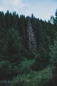 Trees in forest against sky