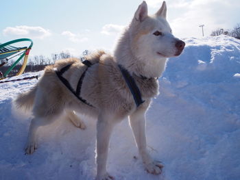 Husky on snow