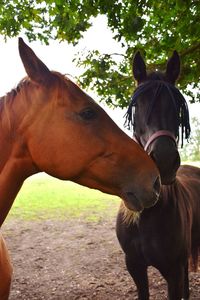 Horse in the field