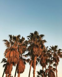 Low angle view of palm trees against clear sky