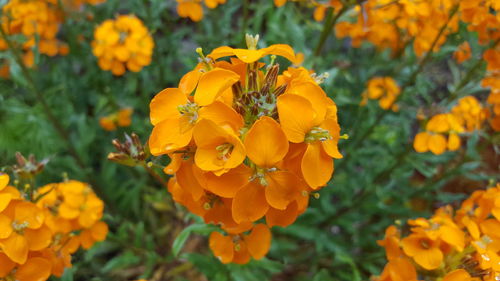 Close-up of orange marigold flowers blooming outdoors