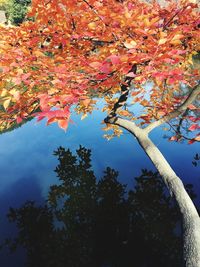 Low angle view of tree against sky during autumn