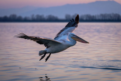 Bird flying over lake