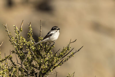 Low angle view of bird perching on branch