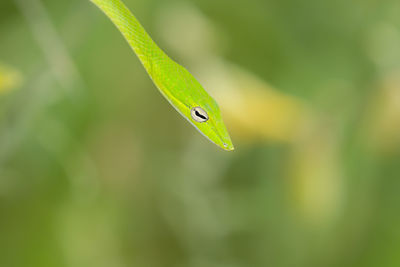 Close-up of a lizard on leaf