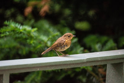 Close-up of bird perching on railing