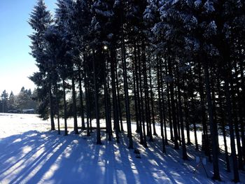 Trees against sky during winter