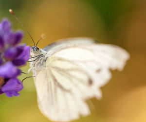 Close-up of butterfly pollinating on purple flower