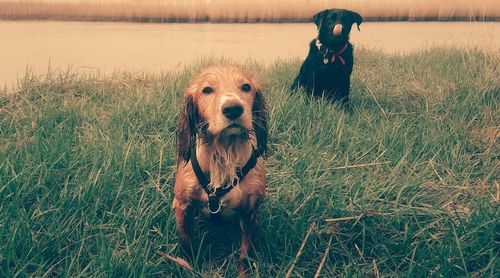 Portrait of dogs on grass