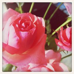 Close-up of pink rose