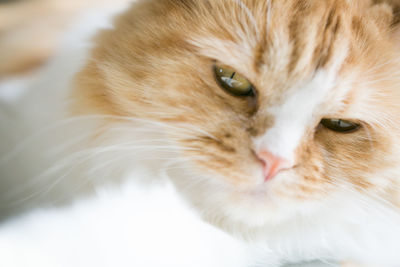 Close-up portrait of a cat